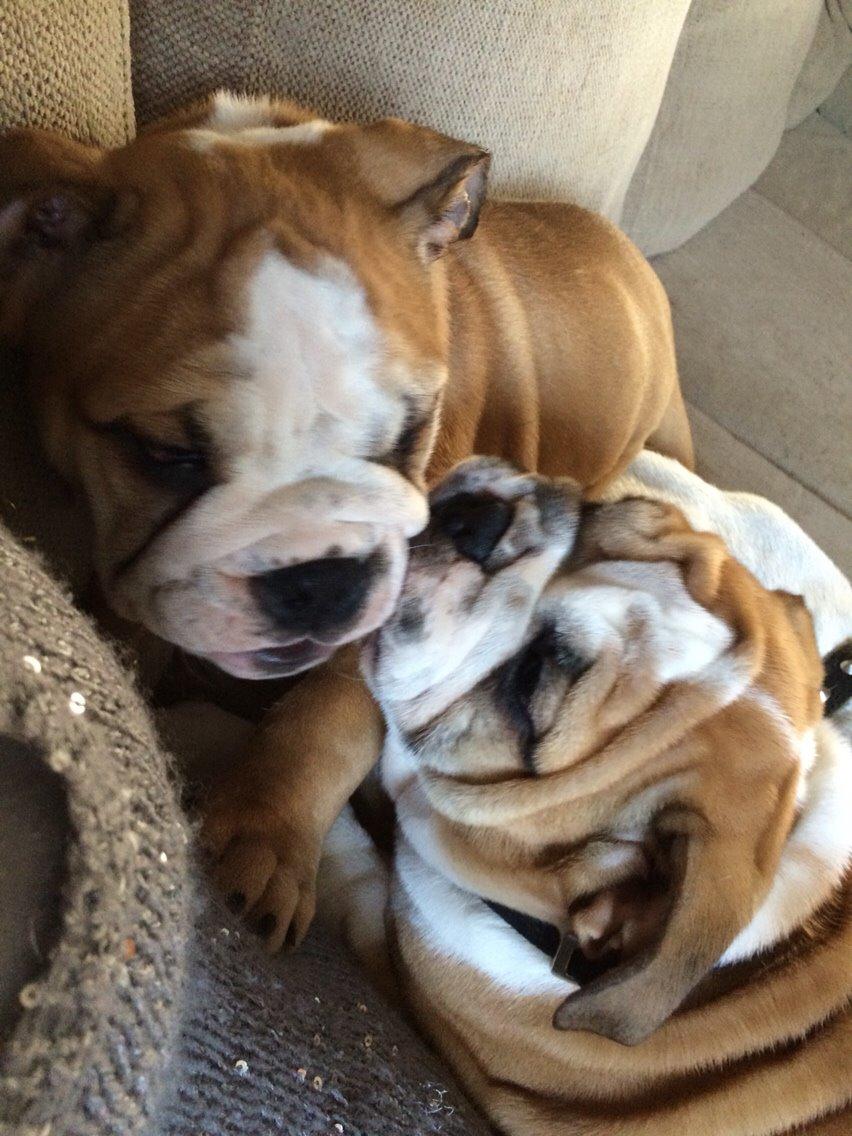 Engelsk bulldog Gumle - Molosshusets Thin Lizzy billede 5