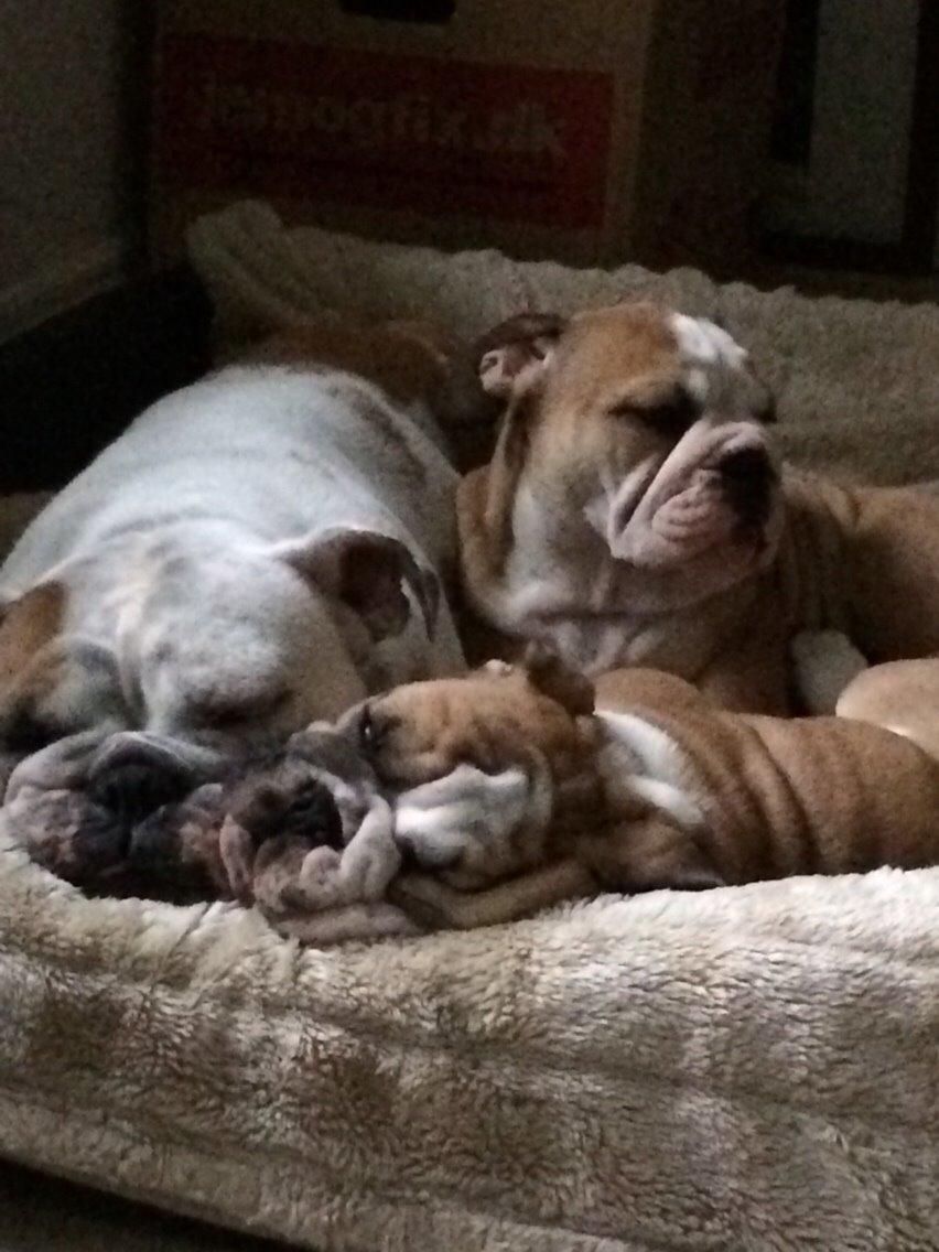 Engelsk bulldog Gumle - Molosshusets Thin Lizzy billede 6