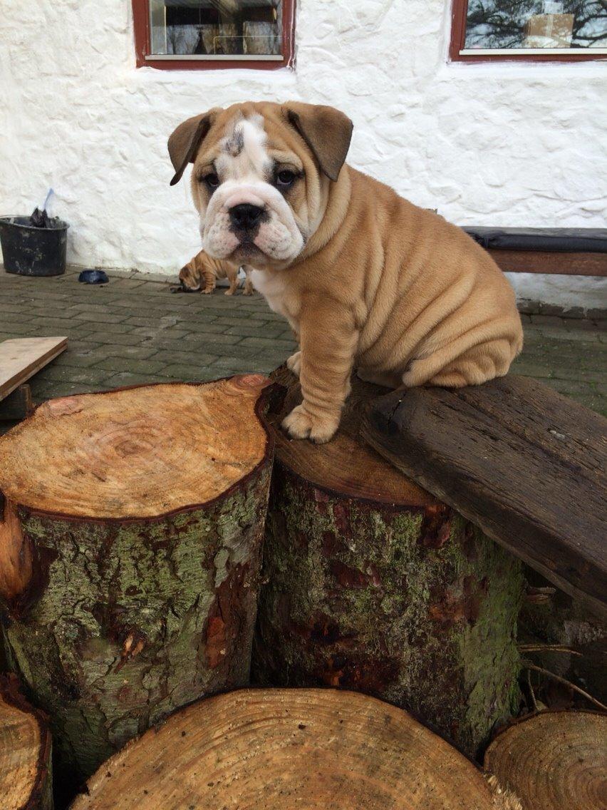 Engelsk bulldog Gumle - Molosshusets Thin Lizzy billede 7