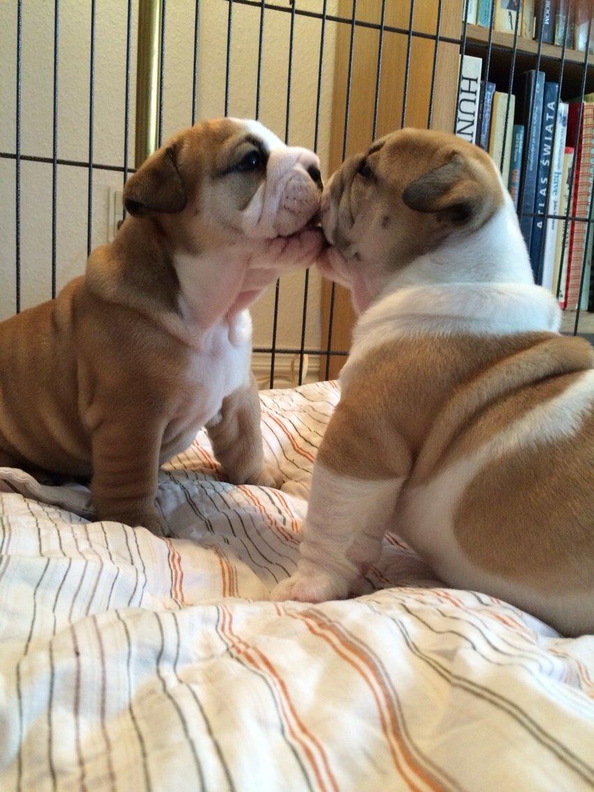 Engelsk bulldog Gumle - Molosshusets Thin Lizzy billede 8