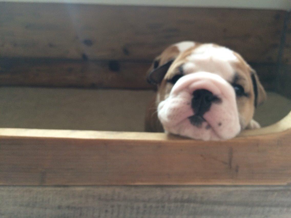 Engelsk bulldog Gumle - Molosshusets Thin Lizzy billede 9