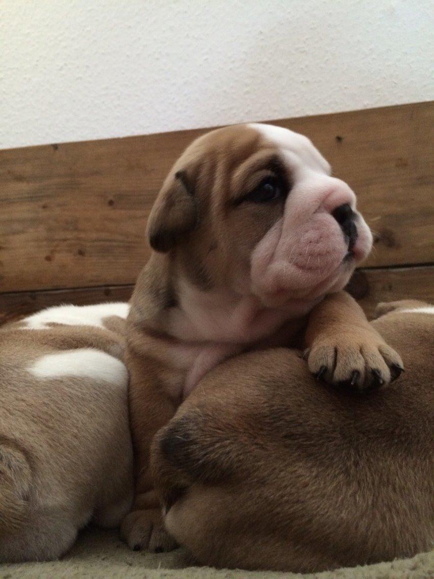 Engelsk bulldog Gumle - Molosshusets Thin Lizzy billede 10