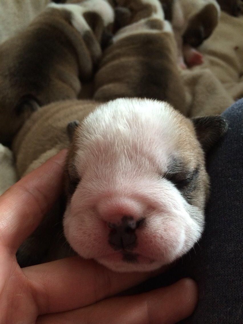 Engelsk bulldog Gumle - Molosshusets Thin Lizzy billede 11