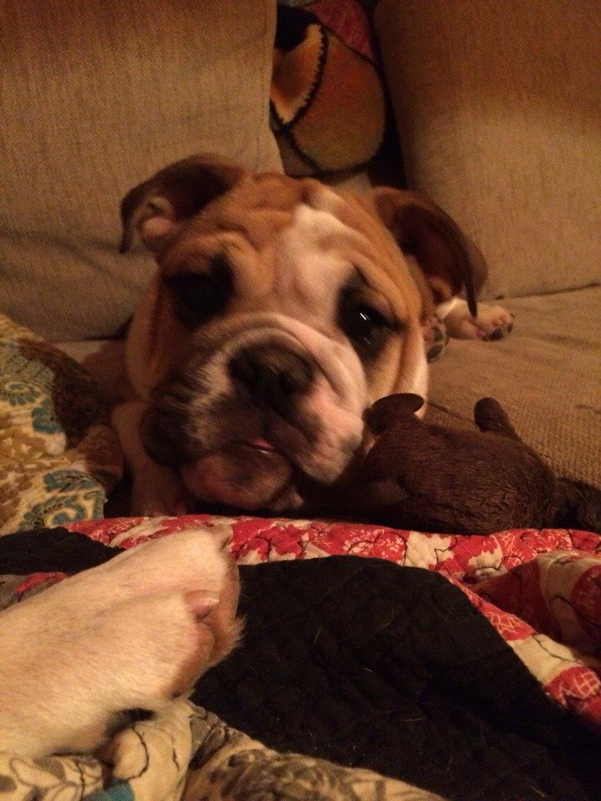 Engelsk bulldog Viggo - Molosshusets Led Zeppelin billede 2