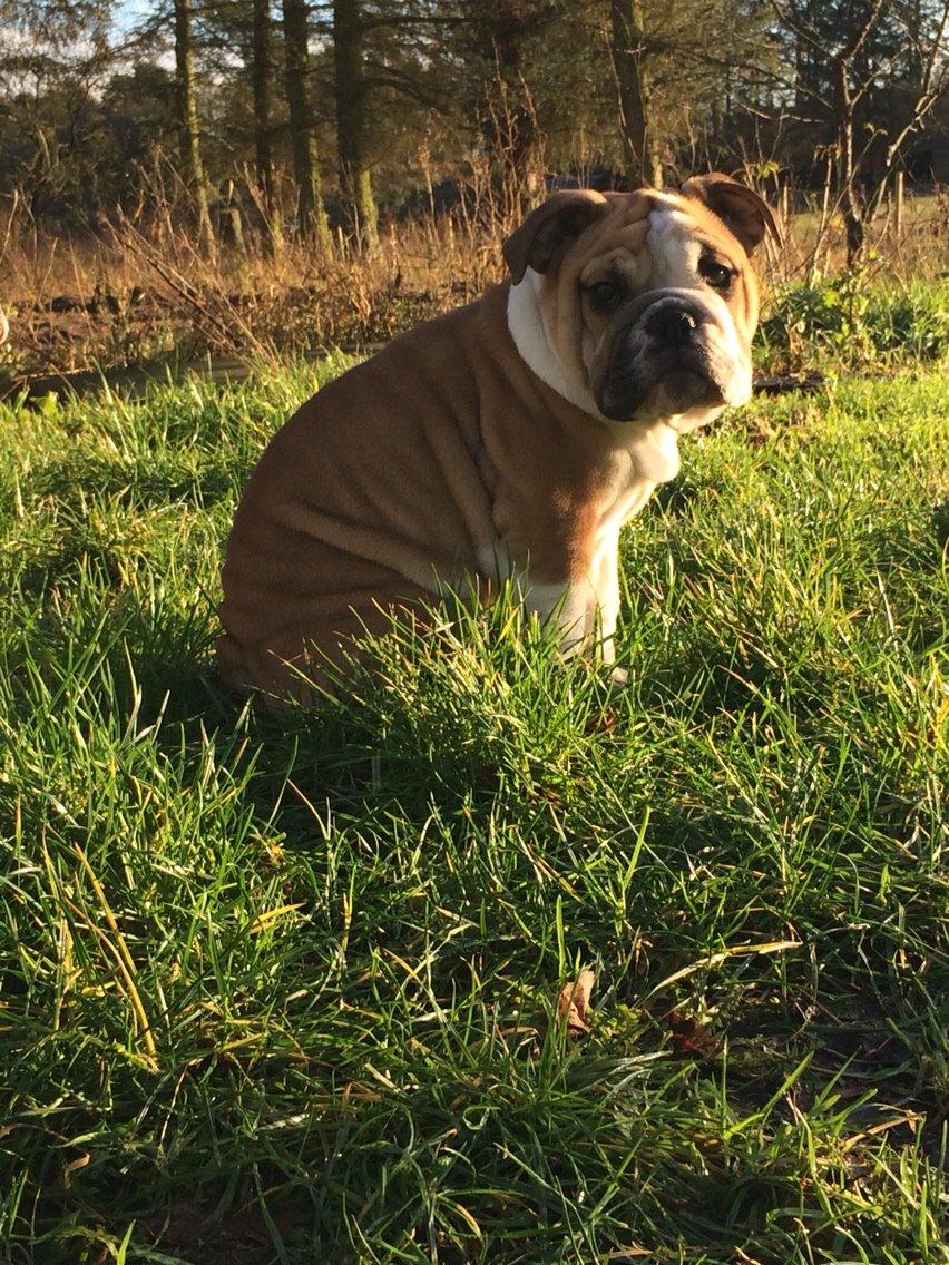 Engelsk bulldog Viggo - Molosshusets Led Zeppelin billede 3