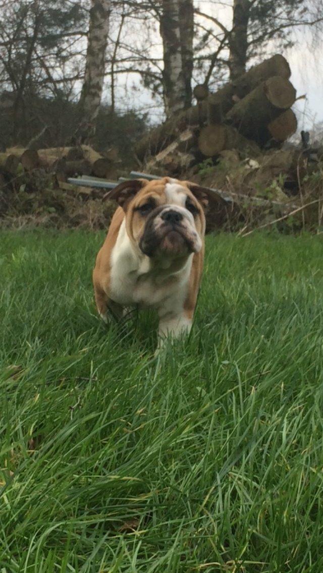 Engelsk bulldog Viggo - Molosshusets Led Zeppelin billede 5