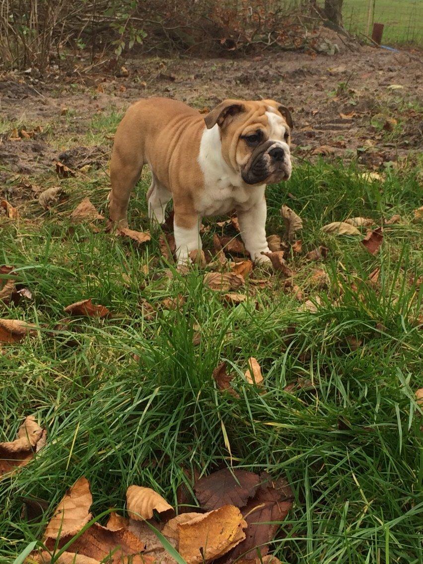 Engelsk bulldog Viggo - Molosshusets Led Zeppelin billede 4