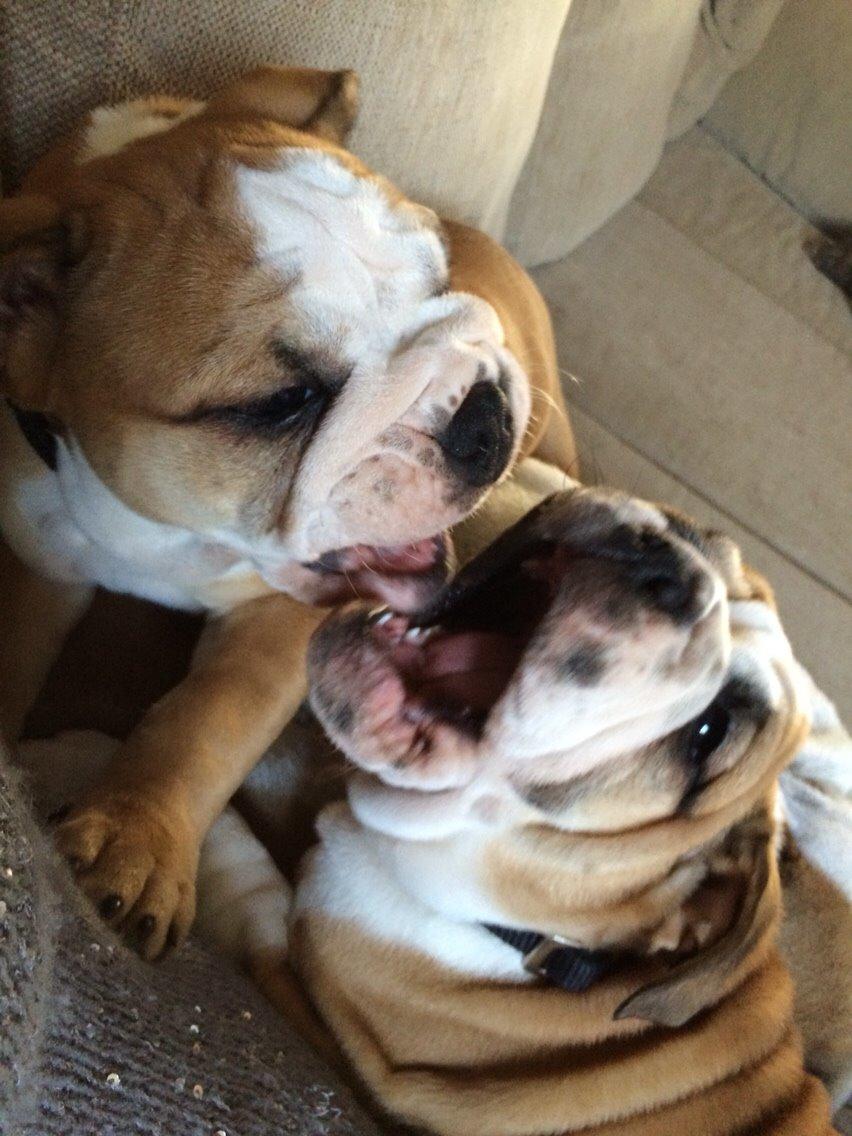 Engelsk bulldog Viggo - Molosshusets Led Zeppelin billede 6