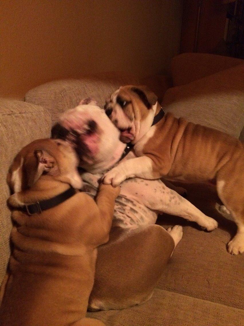 Engelsk bulldog Viggo - Molosshusets Led Zeppelin billede 7