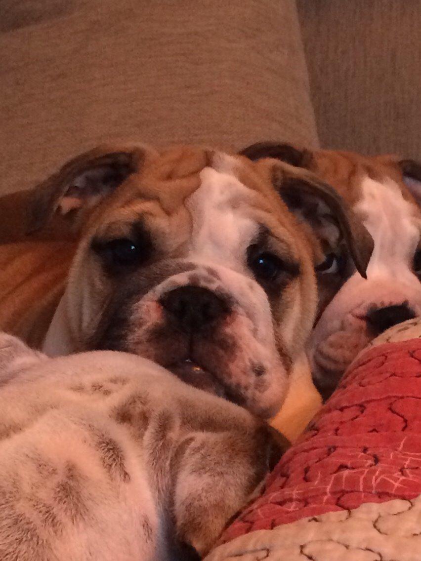 Engelsk bulldog Viggo - Molosshusets Led Zeppelin billede 8