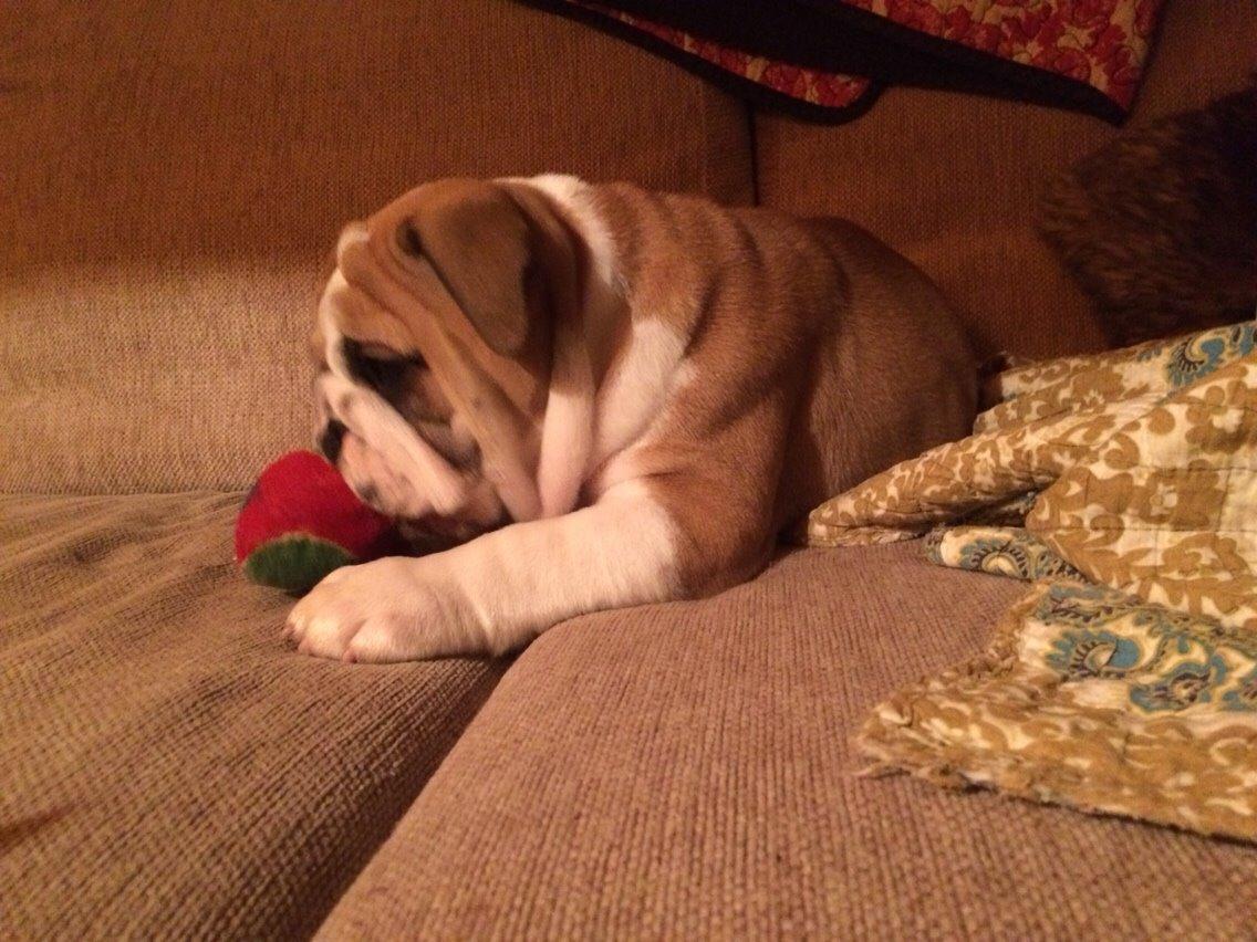 Engelsk bulldog Viggo - Molosshusets Led Zeppelin billede 9