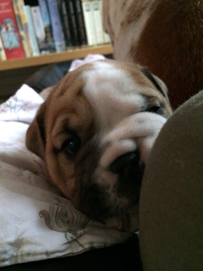 Engelsk bulldog Viggo - Molosshusets Led Zeppelin billede 11