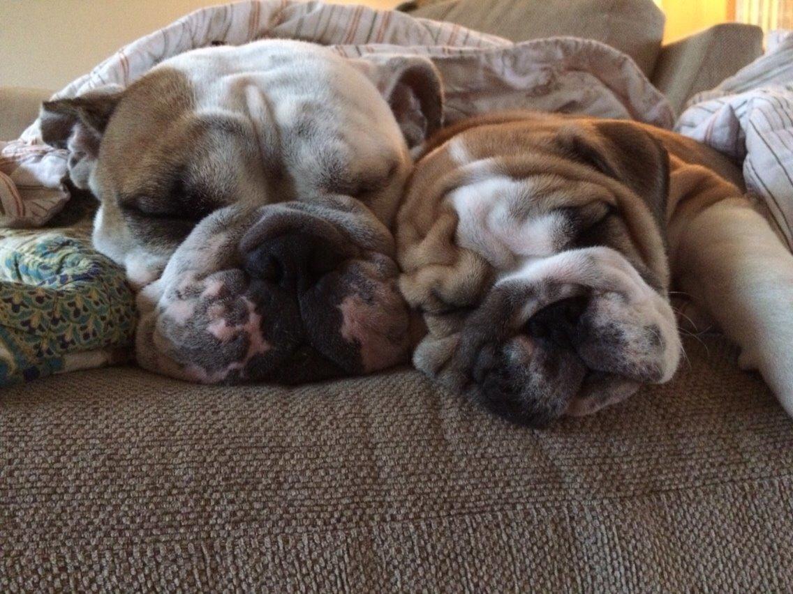 Engelsk bulldog Viggo - Molosshusets Led Zeppelin billede 10