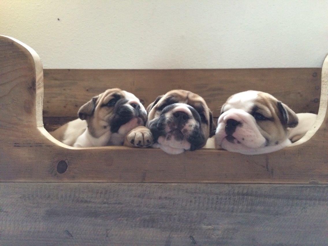 Engelsk bulldog Viggo - Molosshusets Led Zeppelin billede 12