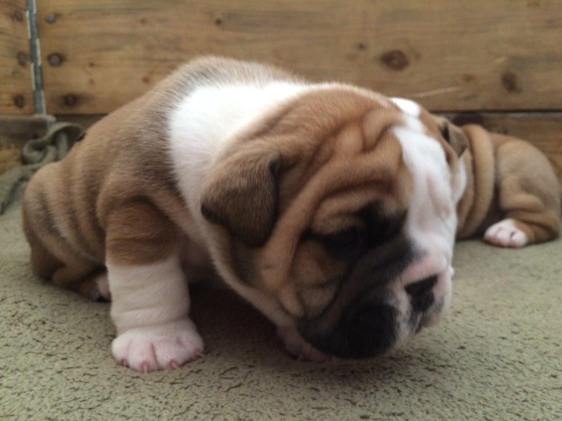 Engelsk bulldog Viggo - Molosshusets Led Zeppelin billede 13