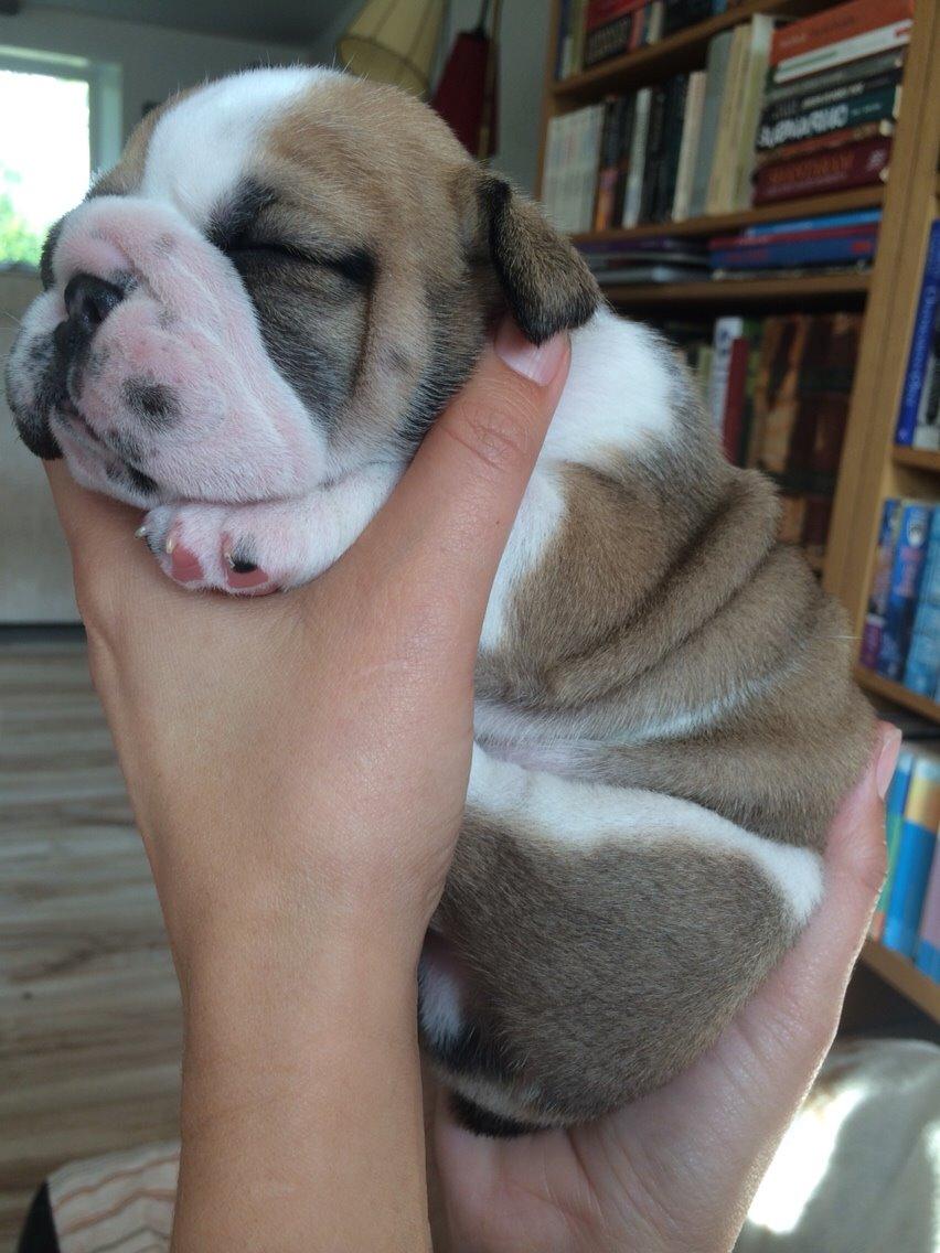 Engelsk bulldog Viggo - Molosshusets Led Zeppelin billede 14