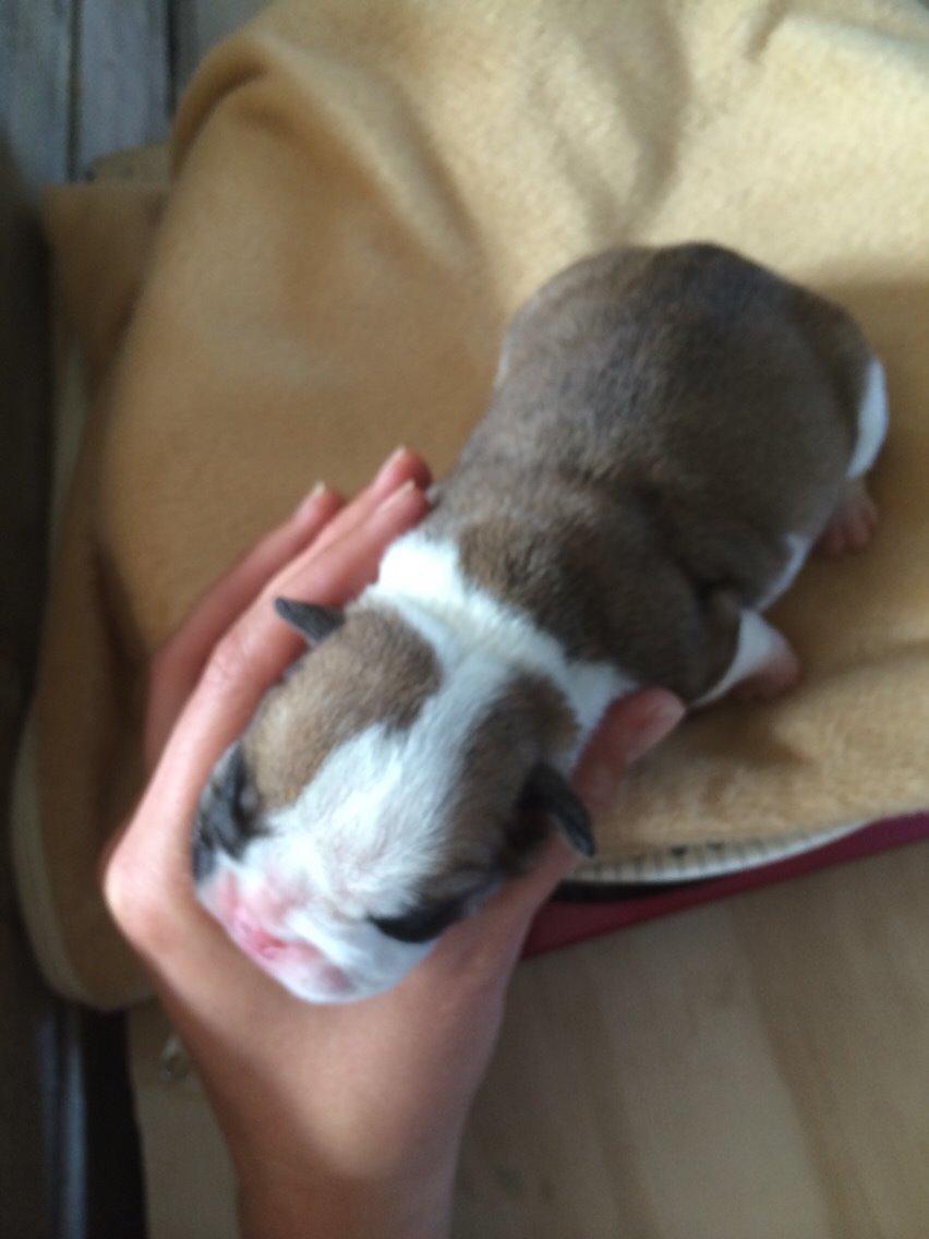 Engelsk bulldog Viggo - Molosshusets Led Zeppelin billede 15