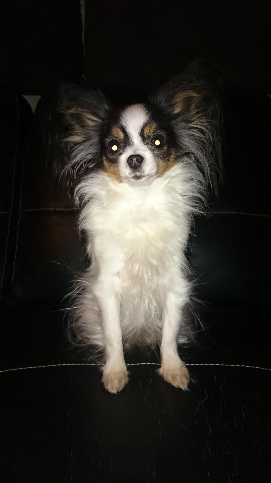 Papillon Chiantie *Prinsessen* billede 34