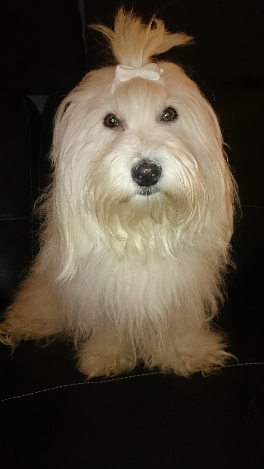 Coton de tulear Sisses Cindy billede 16