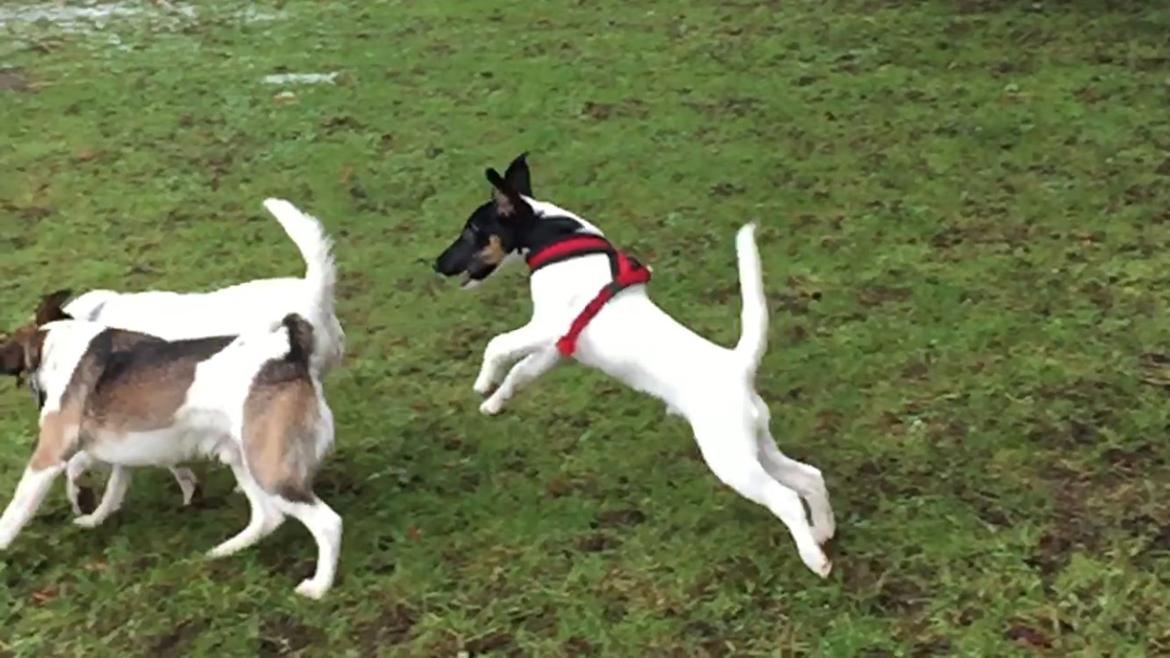 Glathåret foxterrier Charlie billede 11