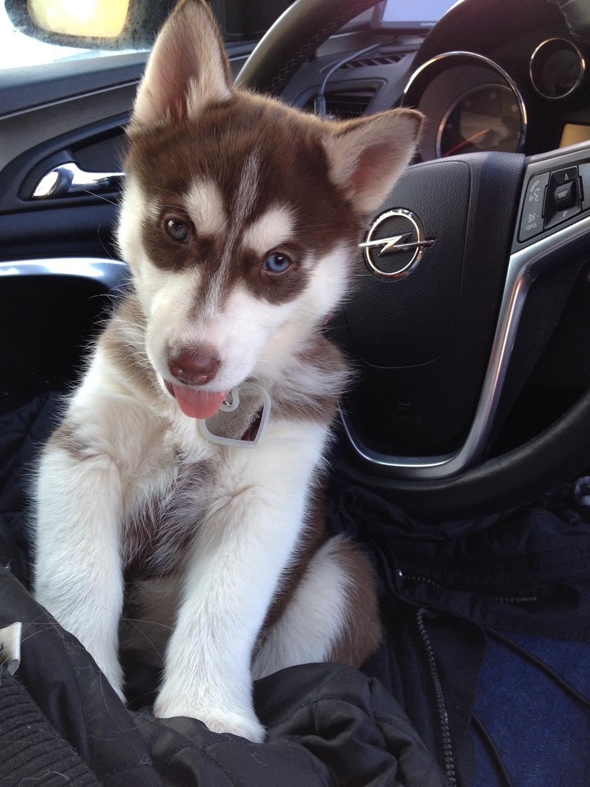 Siberian husky Suki billede 1