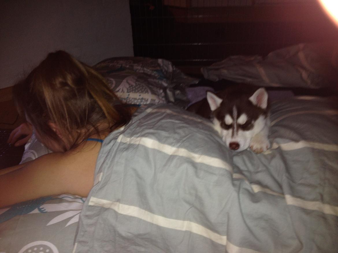 Siberian husky Suki billede 3