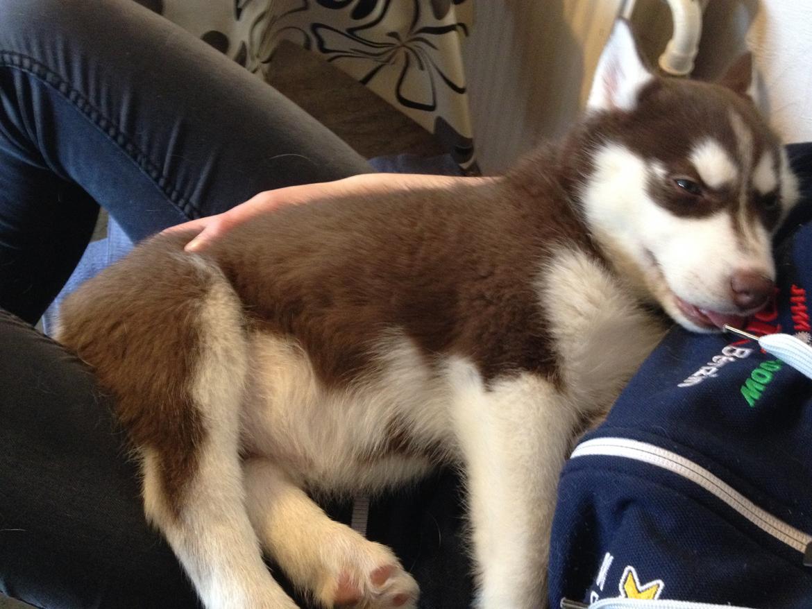 Siberian husky Suki billede 4