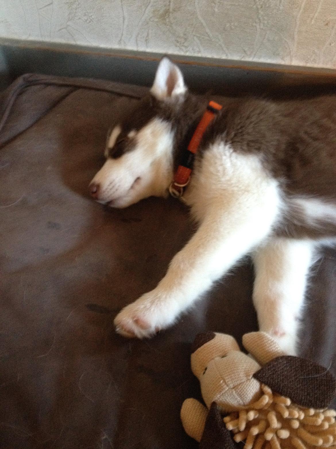 Siberian husky Suki billede 5