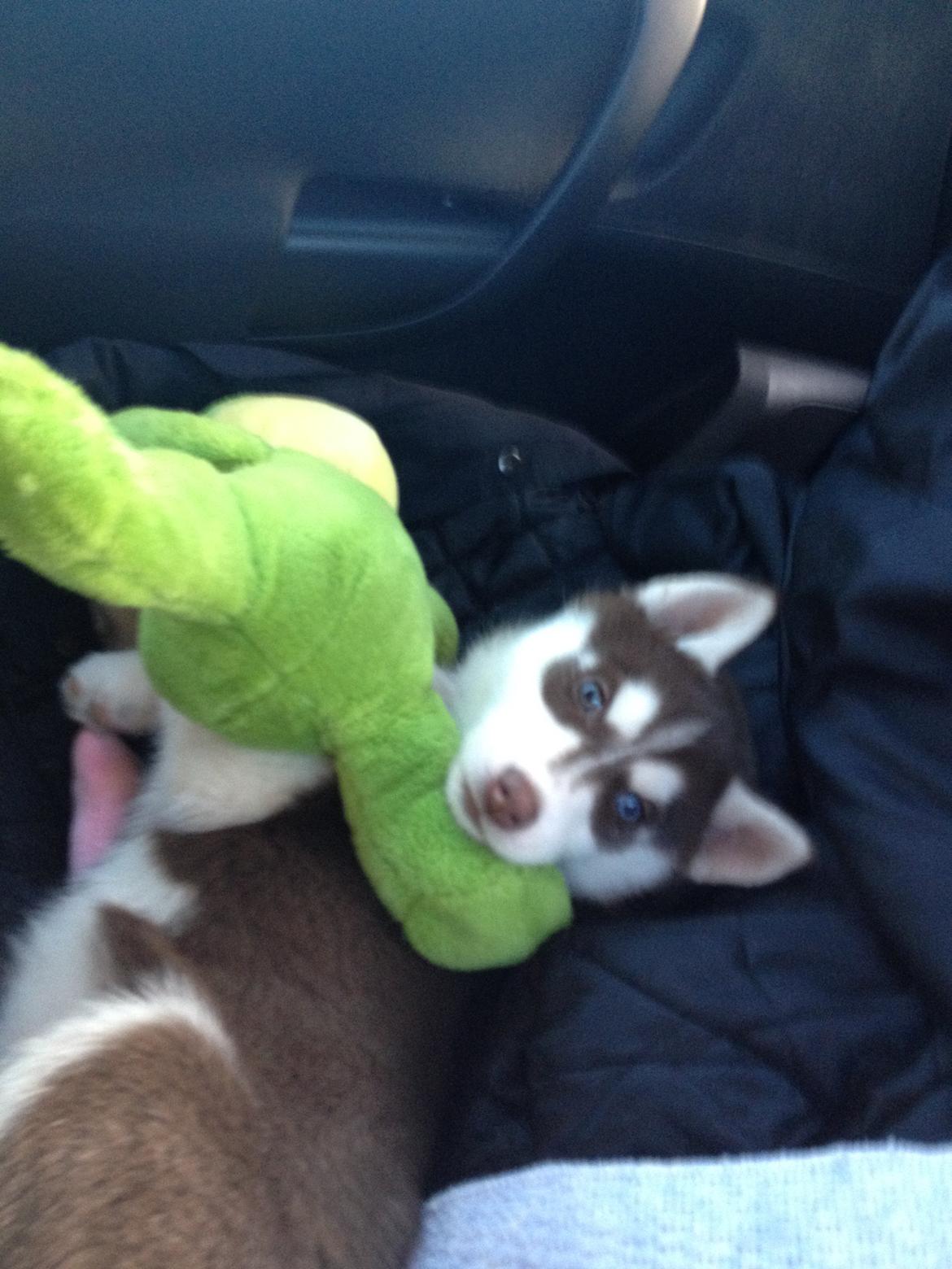 Siberian husky Suki billede 2