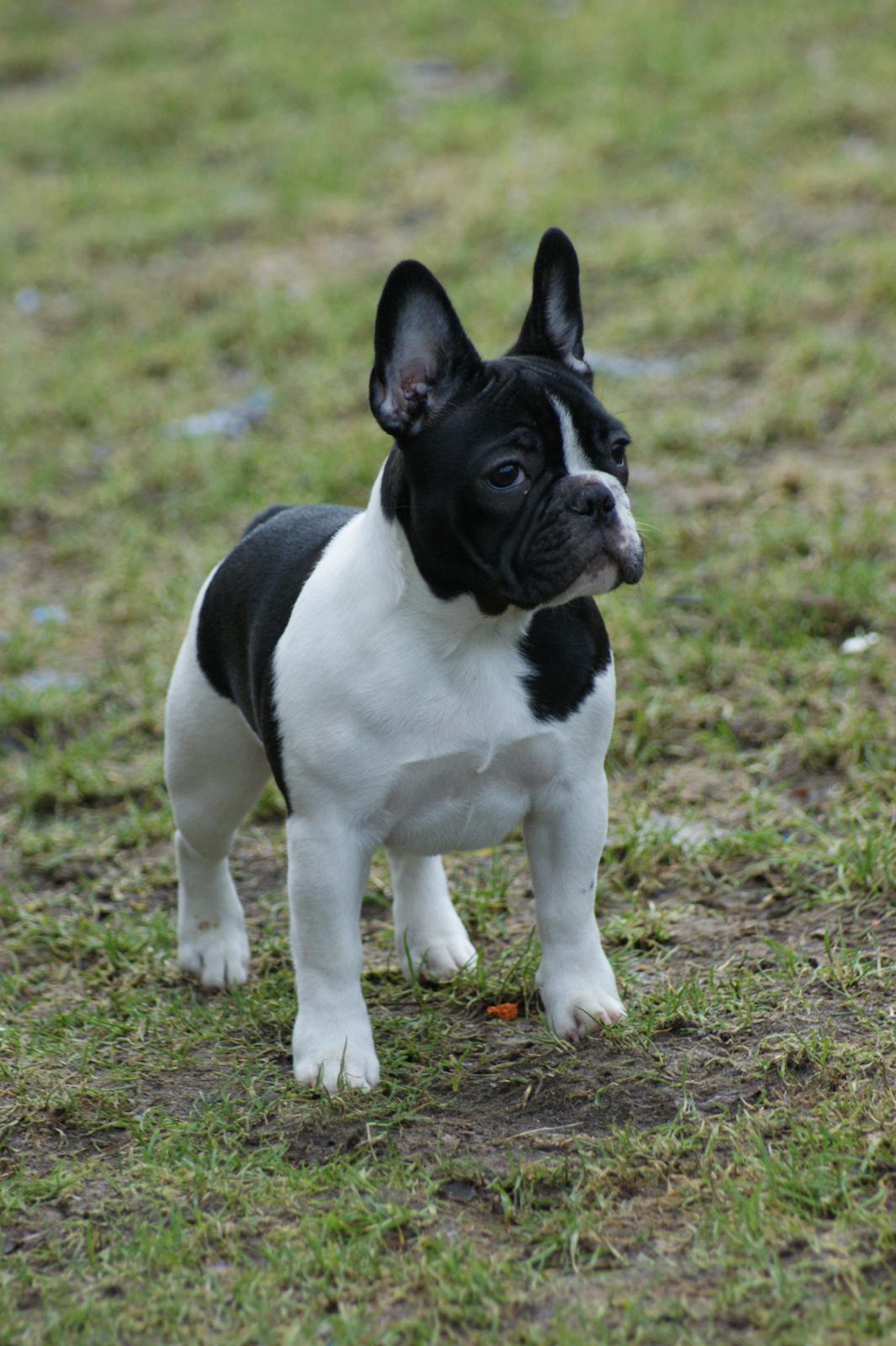 Fransk bulldog Carry  billede 27