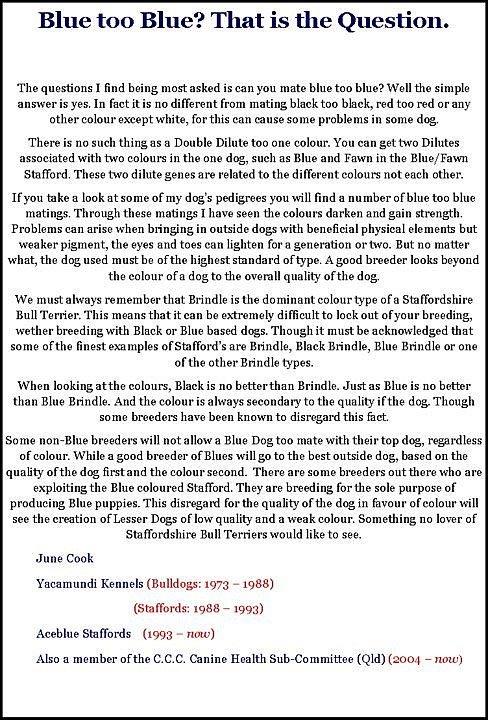 Staffordshire bull terrier Bella billede 8