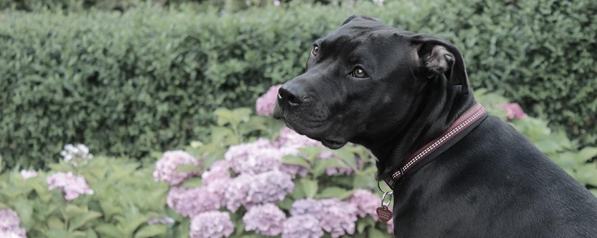 Blanding af racer Shaggie (himmelhund<3) billede 7