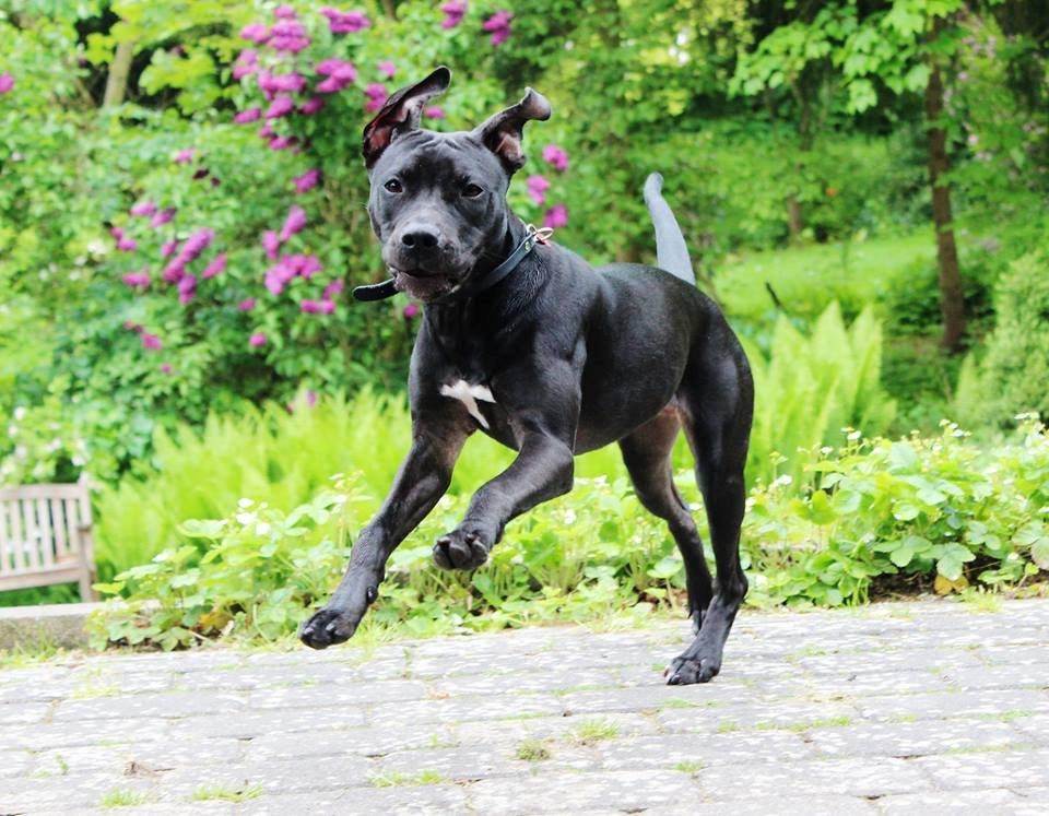 Blanding af racer Shaggie (himmelhund<3) - Shaggie som 6-mdrs. billede 20