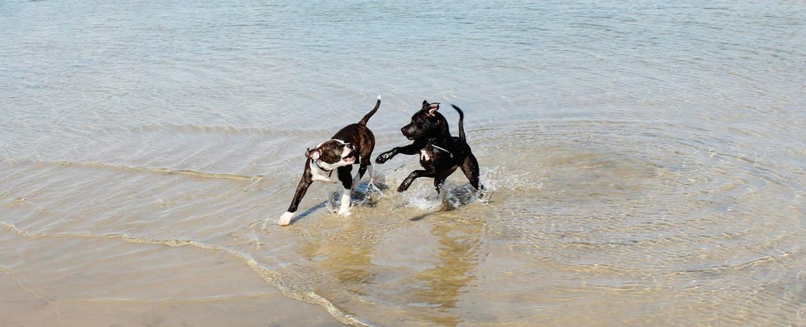 Blanding af racer Shaggie (himmelhund<3) - Shaggie og Baby ved vandet. billede 11