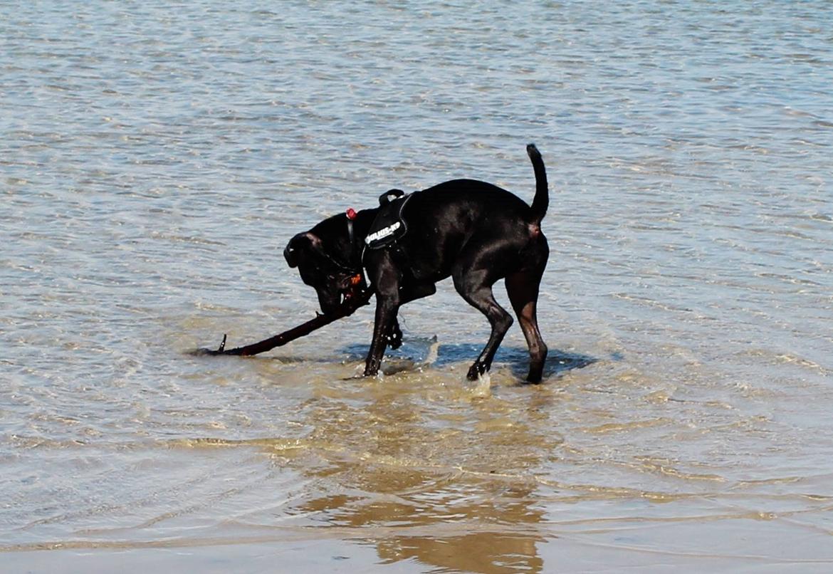 Blanding af racer Shaggie (himmelhund<3) billede 18