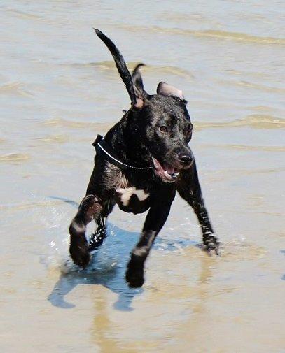 Blanding af racer Shaggie (himmelhund<3) billede 15