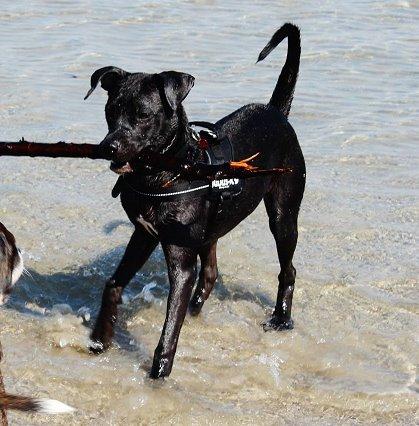 Blanding af racer Shaggie (himmelhund<3) billede 13