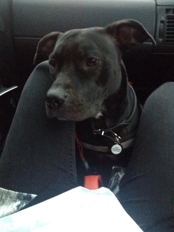 Blanding af racer Shaggie (himmelhund<3) billede 21