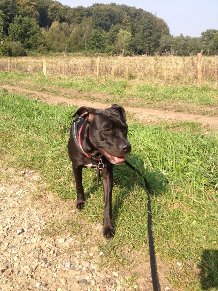 Blanding af racer Shaggie (himmelhund<3) billede 23