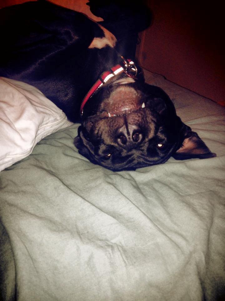 Blanding af racer Shaggie (himmelhund<3) - Var der nogen som sagde "The Grimlins"? :D billede 24