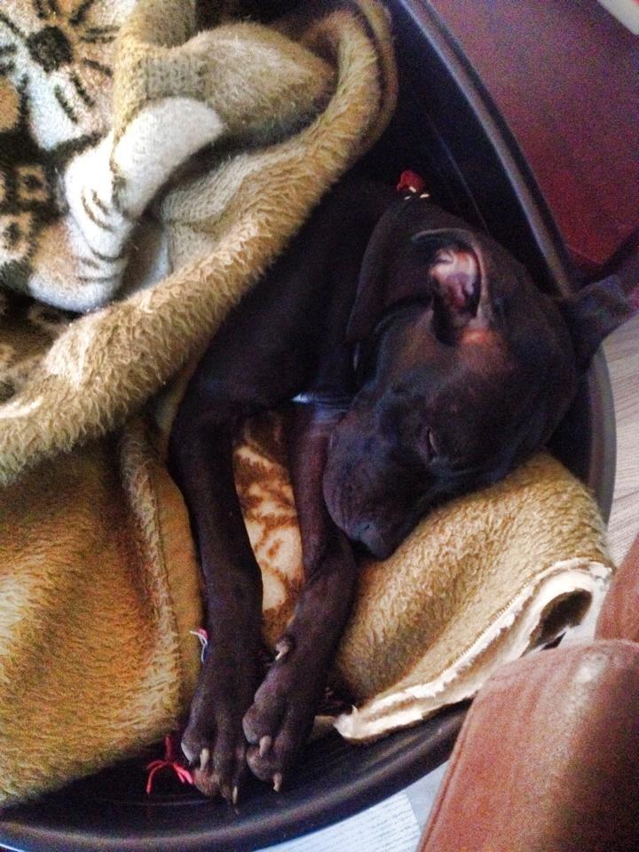 Blanding af racer Shaggie (himmelhund<3) billede 25