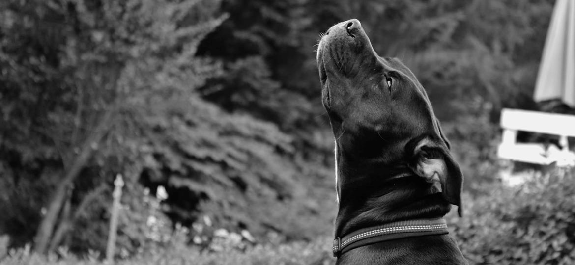 Blanding af racer Shaggie (himmelhund<3) billede 17