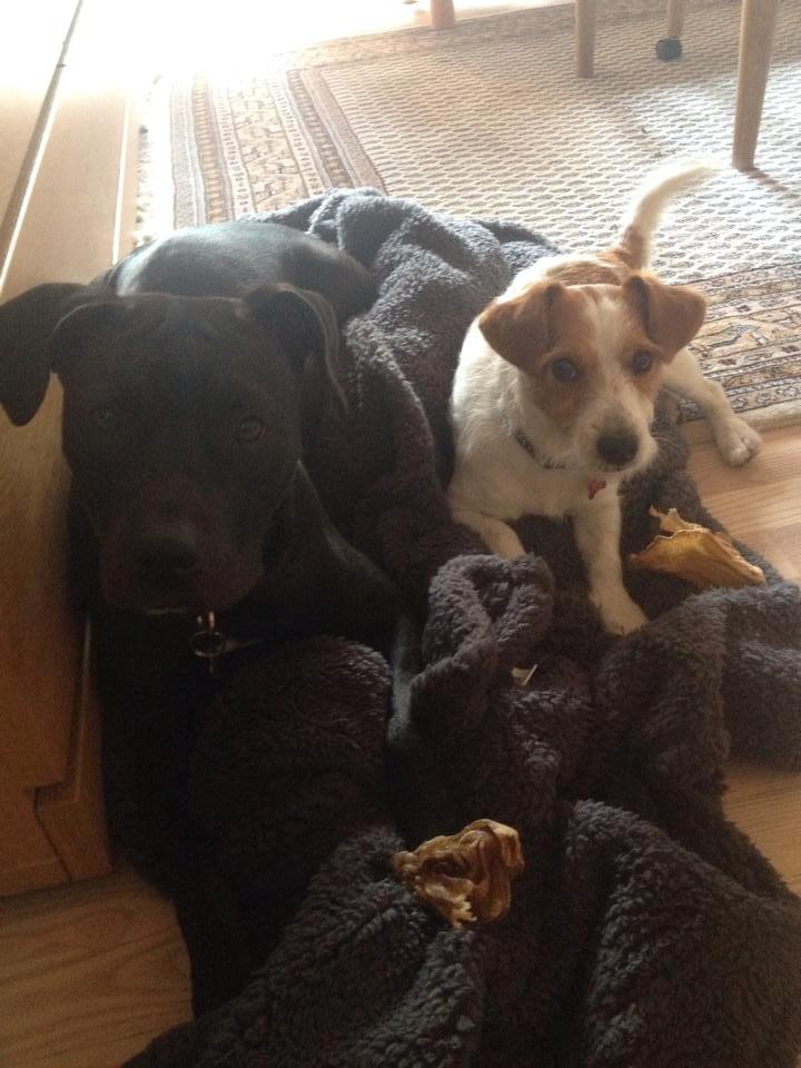 Blanding af racer Shaggie (himmelhund<3) billede 27