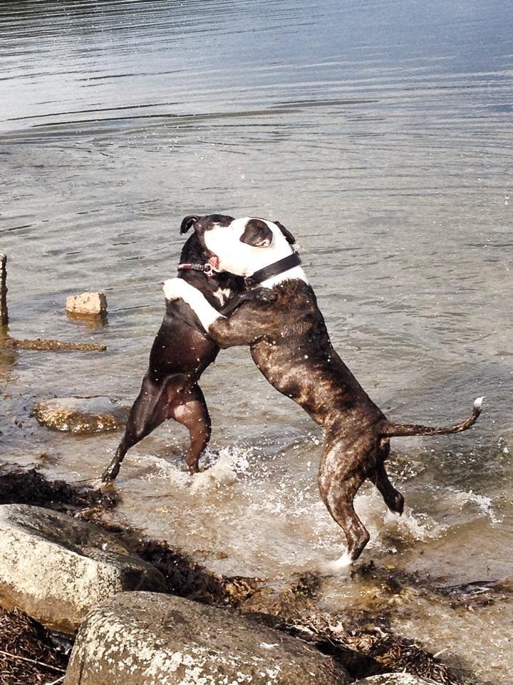 Blanding af racer Shaggie (himmelhund<3) billede 29