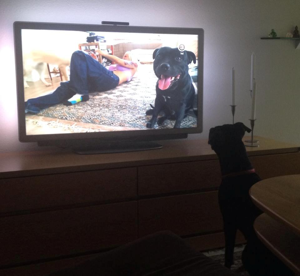 Blanding af racer Shaggie (himmelhund<3) - Meget forelsket i Cino. :)) billede 30