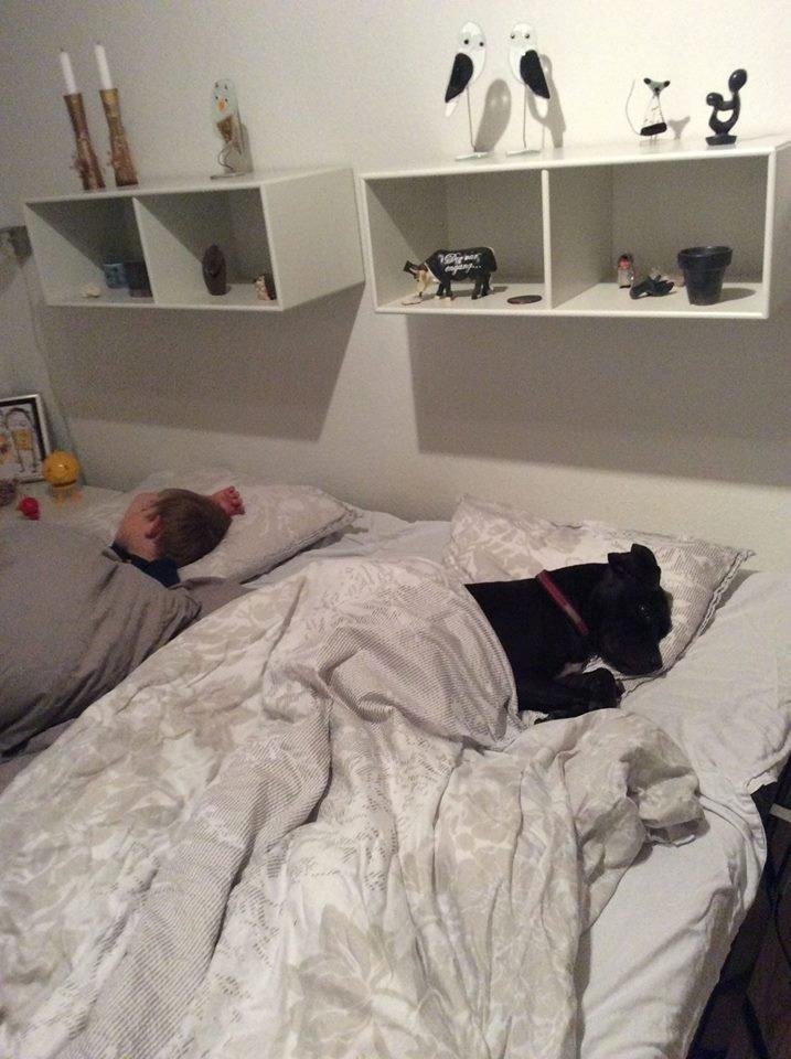 Blanding af racer Shaggie (himmelhund<3) billede 31