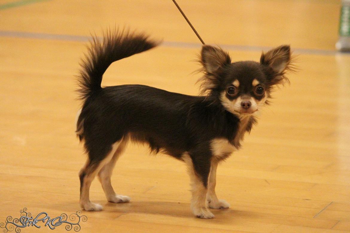 Chihuahua Manzana's Last Star of Selena - Lua som 6,5 måned :) Første udstilling i hvalpeklassen med resultat 1 pr. + SL samt BIS 4 billede 1