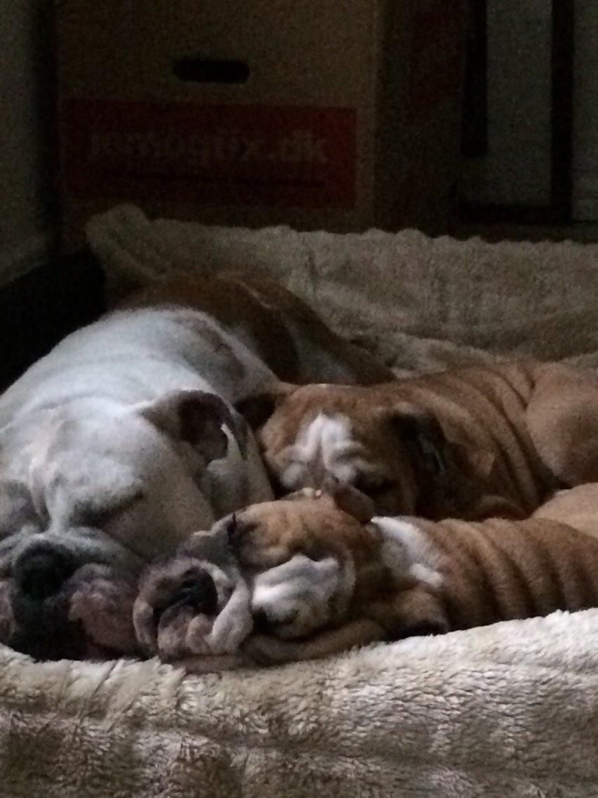 Engelsk bulldog Sookie - Molosshusets Madame Tussaud billede 18