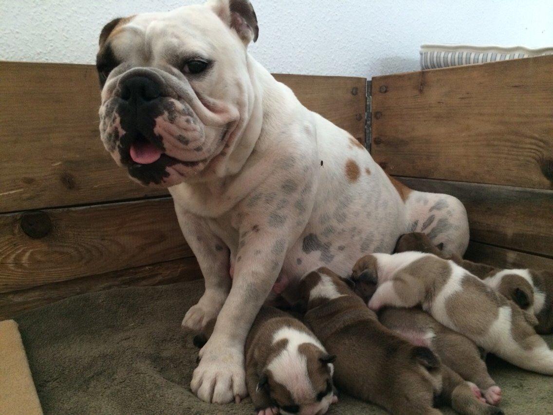 Engelsk bulldog Sookie - Molosshusets Madame Tussaud billede 19