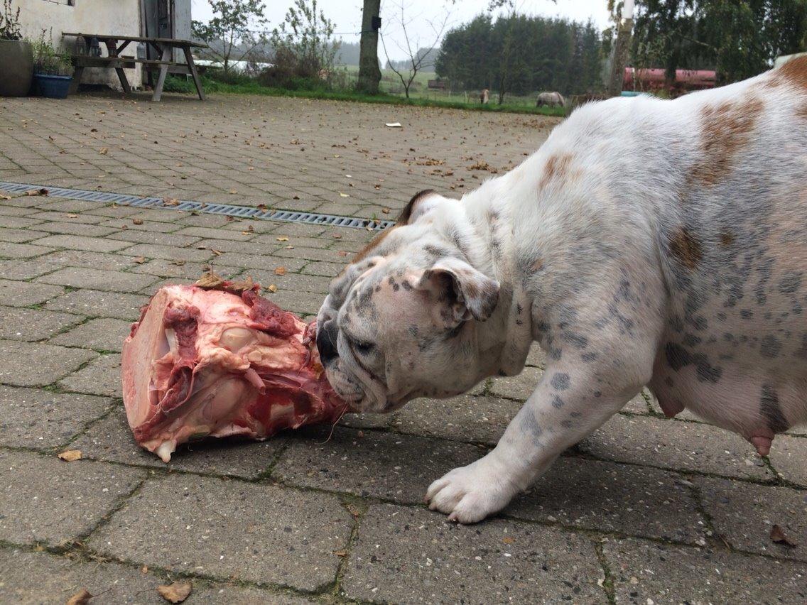 Engelsk bulldog Sookie - Molosshusets Madame Tussaud billede 20